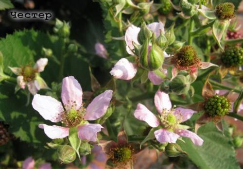 mûre en fleurs