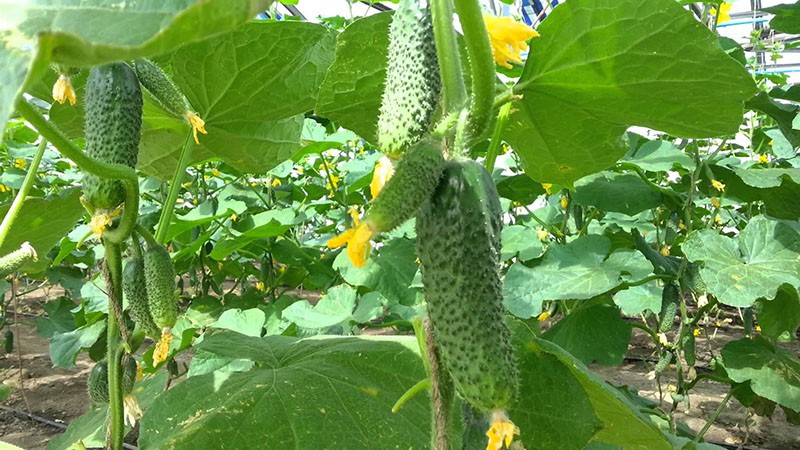 pepino ecoli de alto rendimiento