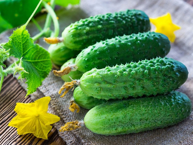 jugosos pepinos dulces