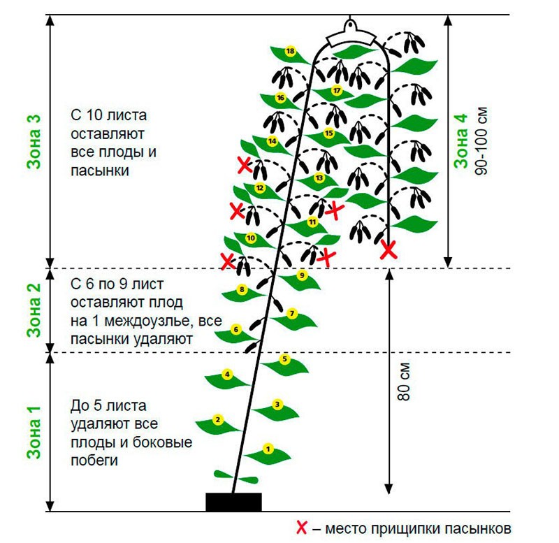 formation de buisson