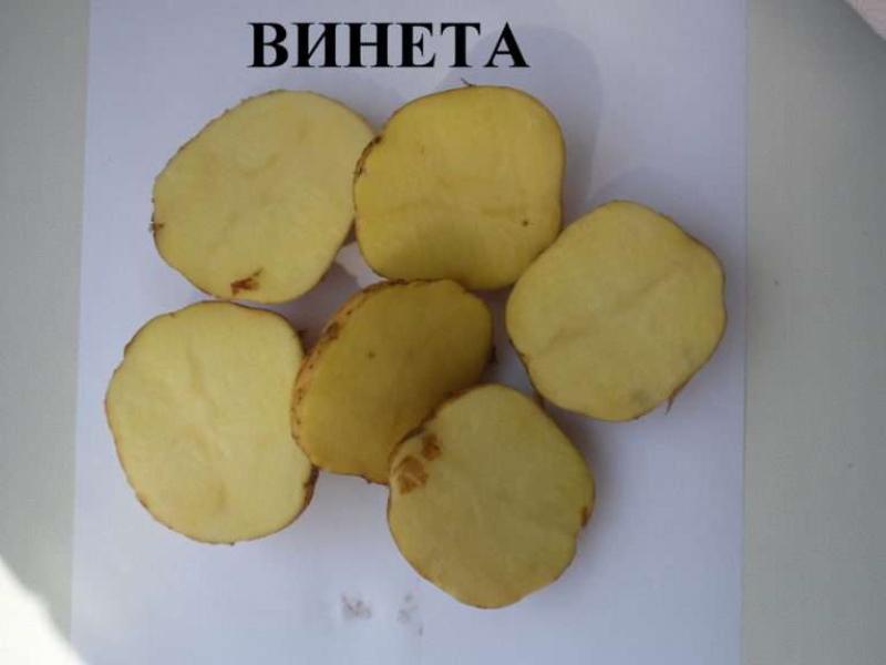 Avantages et inconvénients des variétés de pommes de terre Veneta