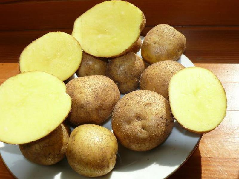 patatas veneta variedad descripción foto y comentarios