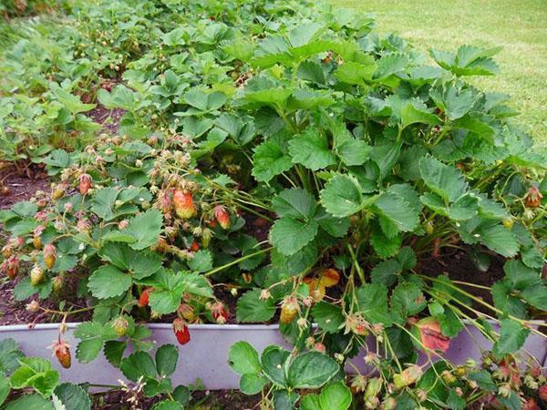 variedad de fresa de alto rendimiento