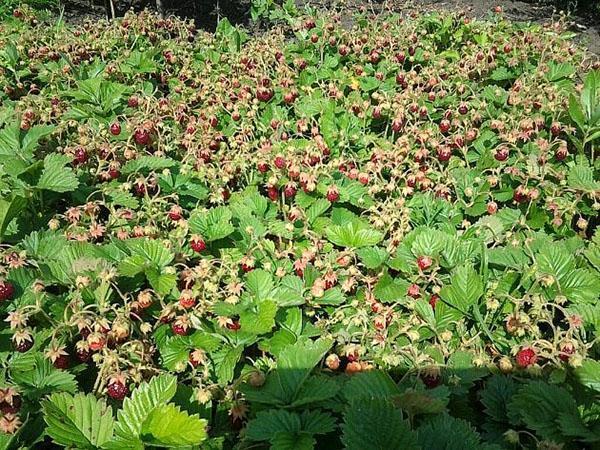 plantation de fraises
