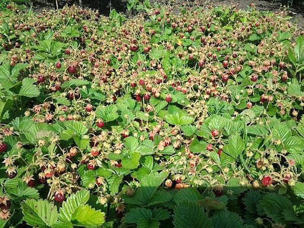 plantacion de fresas