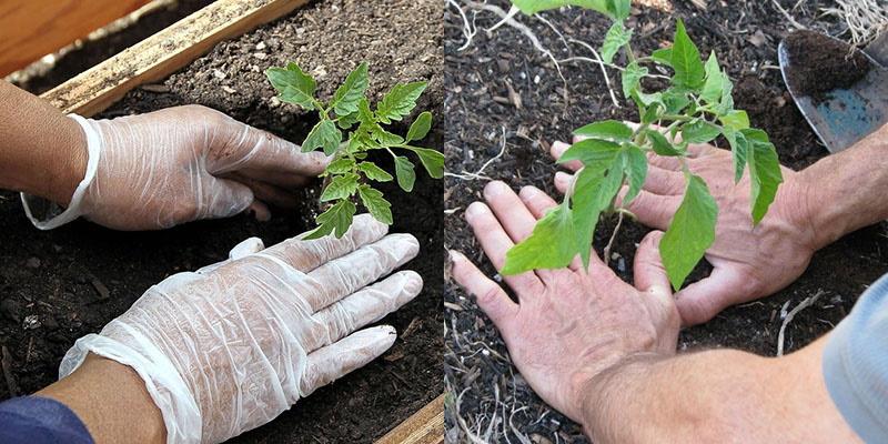 plantación correcta de plántulas