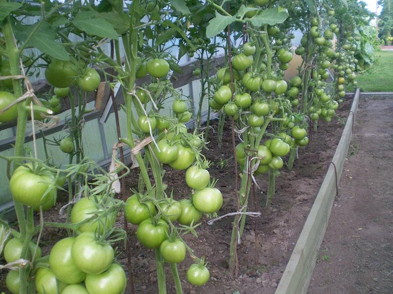 la formación de arbustos de tomate Verlioka Plus