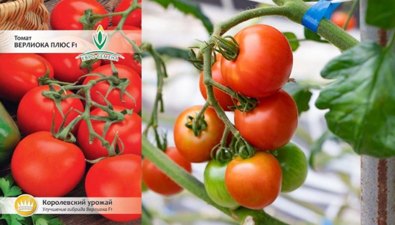 semillas de tomate verlioka plus
