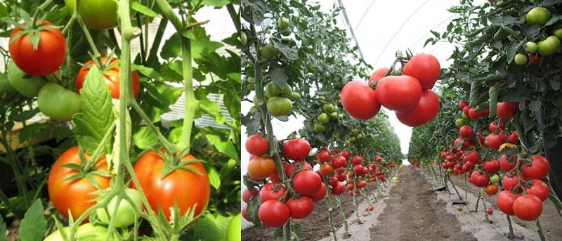 sabor agridulce original del tomate verlioka