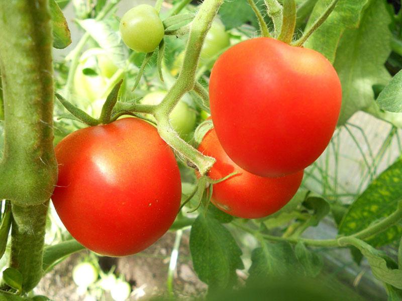 caractéristiques de la culture de la tomate verlioka plus