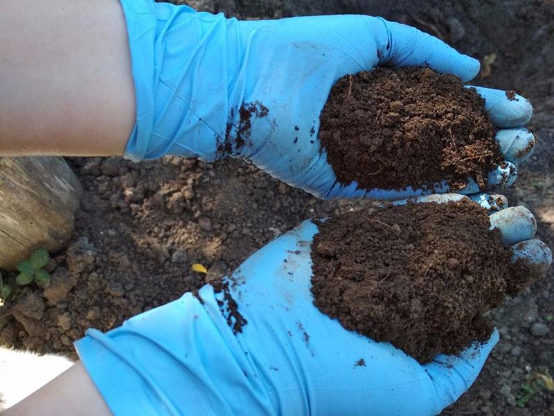 préparation du sol pour la culture des semis