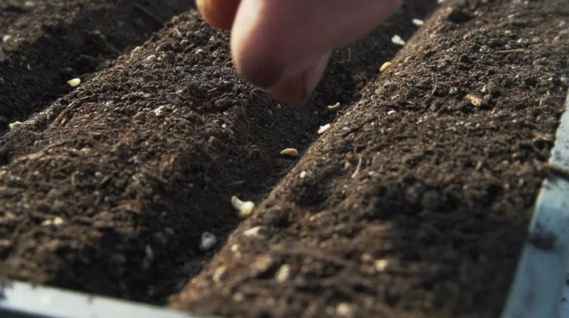 semer des graines de tomates