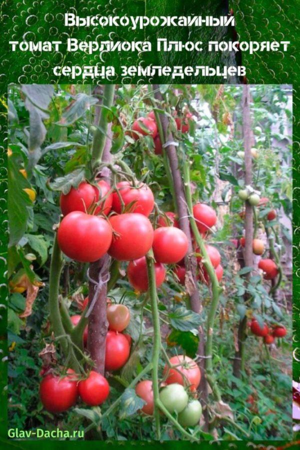 tomate Verlioka Plus