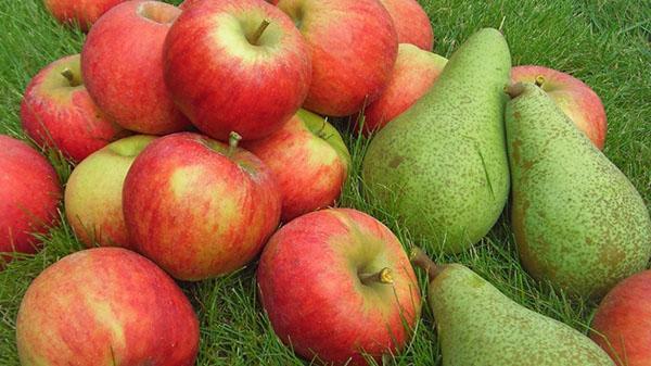 peras y manzanas