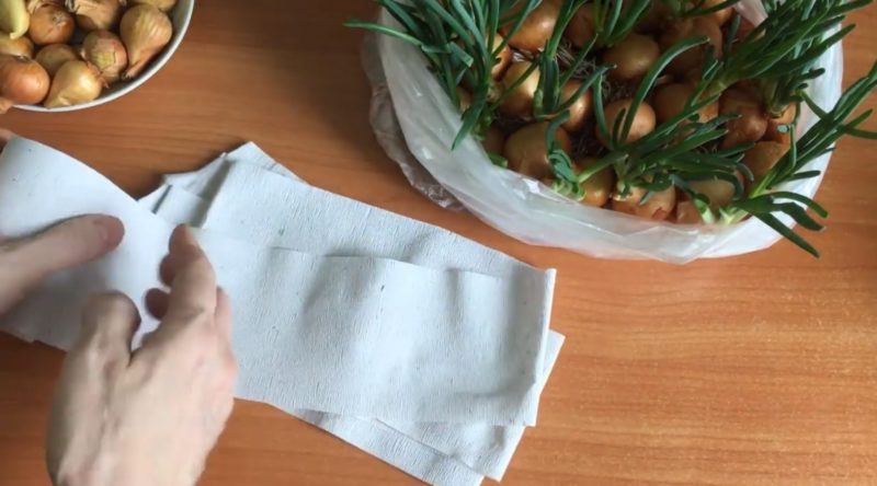 planter des oignons sur du papier toilette