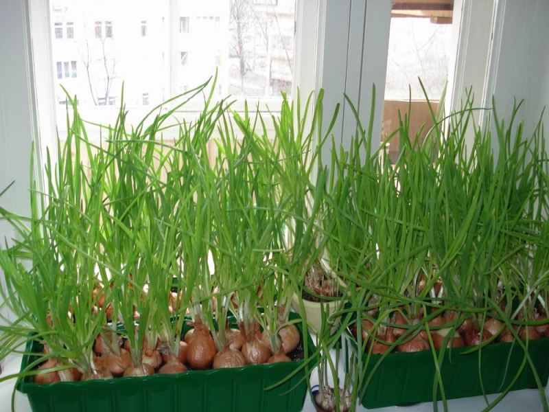 Cultivo de cebollas en una pluma en casa.