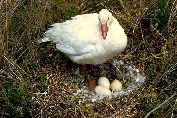Oie ouvrant un nid pour la reproduction