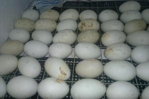 Huevos de gallina en incubadora