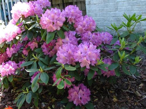 rhododendron en fleurs