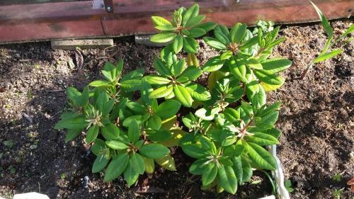 que faire si le rhododendron ne fleurit pas