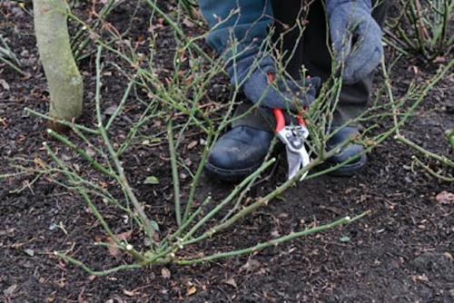 préparer des roses pour un abri