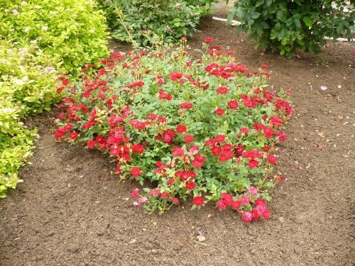 Cómo cubrir las rosas de cobertura del suelo para el invierno.