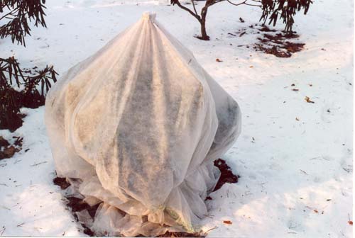 quand ouvrir le rhododendron après l'hiver