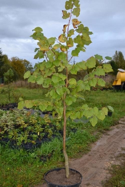 quand planter du tilleul