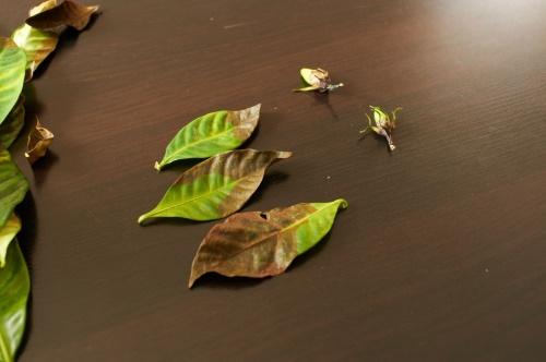 hojas de gardenia caídas