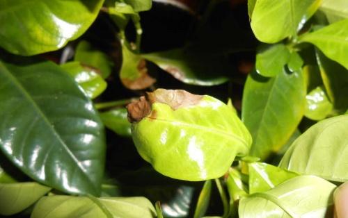 gardenia quemaduras de sol