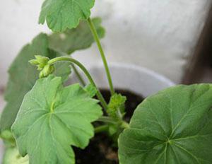 Los geranios en flor no se pueden reorganizar.