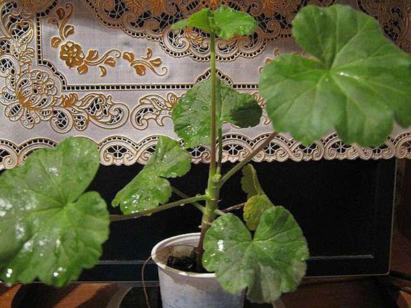 La floración de los geranios está influenciada por el tamaño de la maceta y la calidad del suelo.