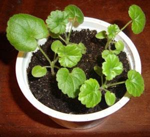 Pour que les géraniums fleurissent rapidement, plusieurs plantes sont plantées dans un même pot.