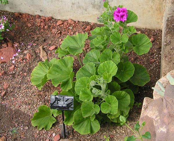 Para hacer florecer los geranios, plántalos en tu jardín.