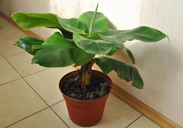 árbol de plátano de interior