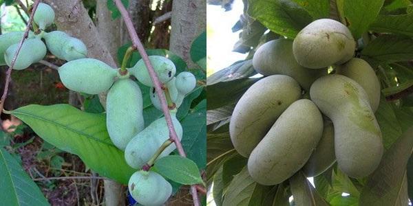 fruit du bananier
