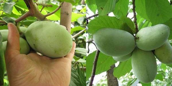 mûrit l'azimina dans le jardin