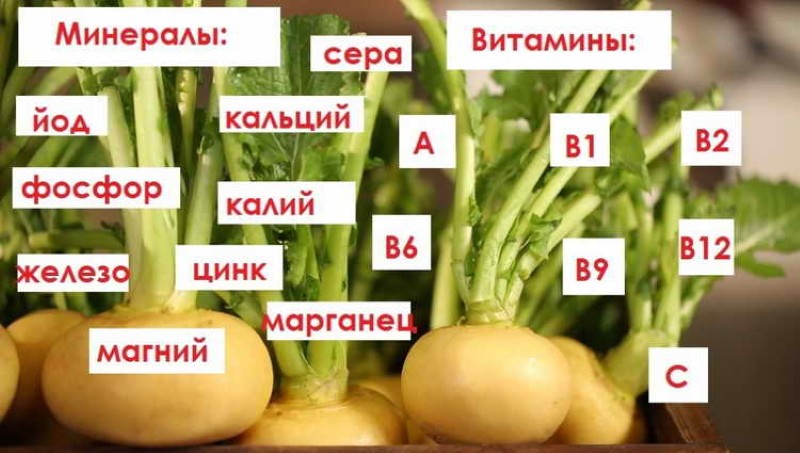 composition de navet