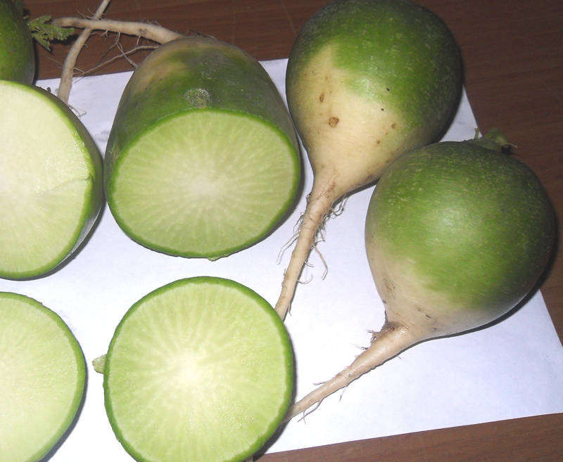 navet vert