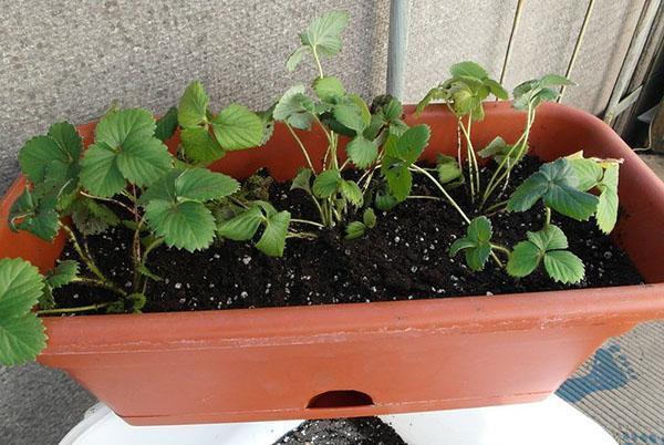 fresas ampel en el alféizar de la ventana