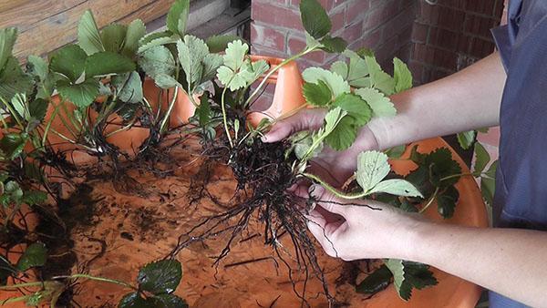 sélection de plants de fraises à cultiver en chambre