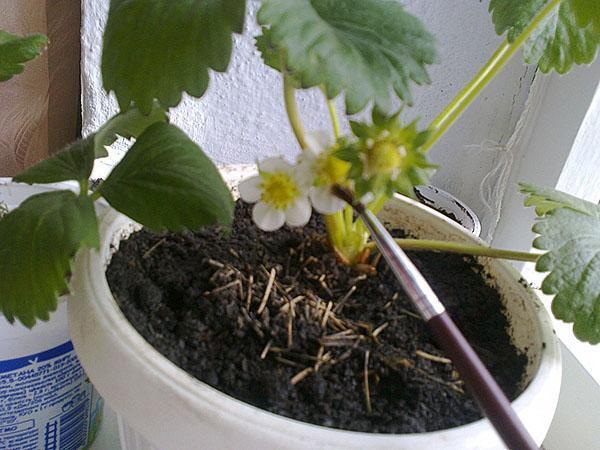 pollinisation des fraises