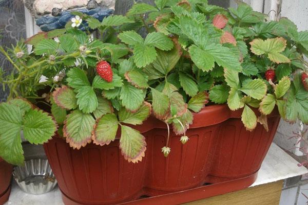 fresas fructíferas en el alféizar de la ventana