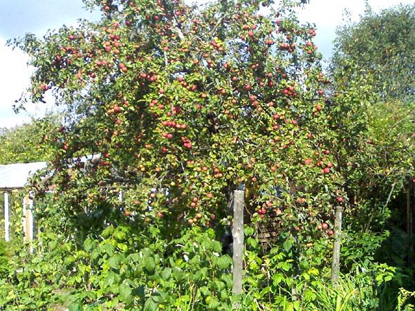 manzano, pezuña de plata, en el jardín