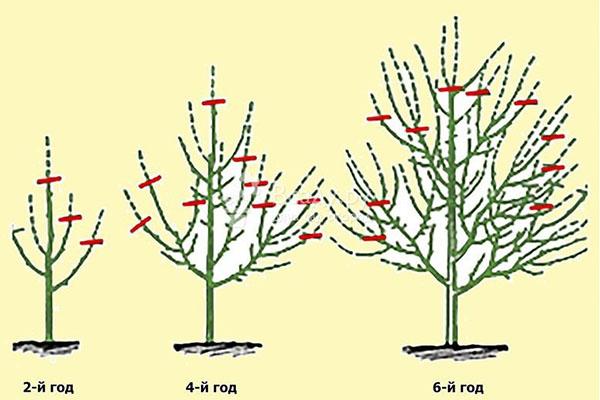 règles de taille