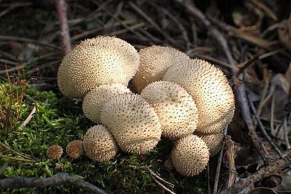 champignon imperméable a des propriétés médicinales