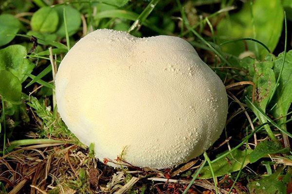 prairie imperméable aux champignons