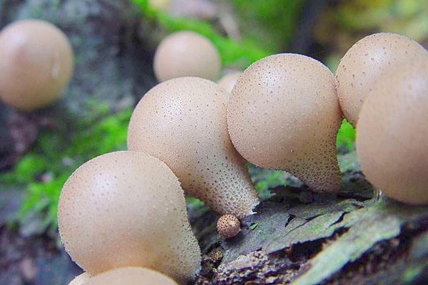 imperméable en forme de poire champignon