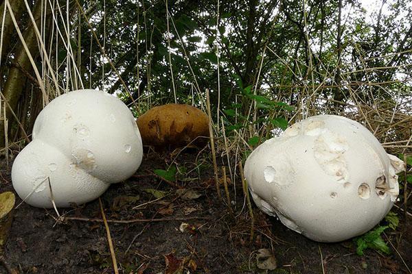 imperméable champignon géant