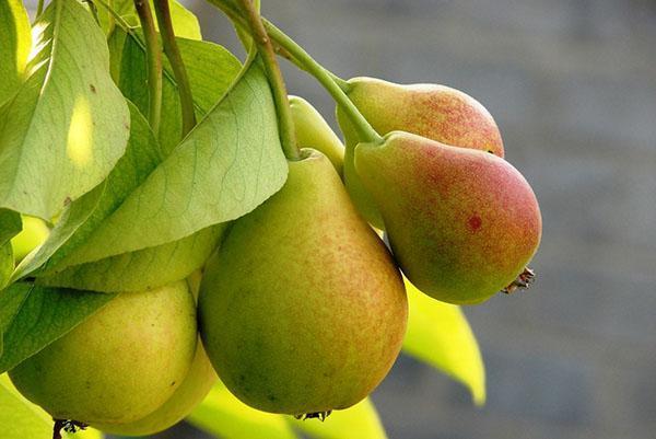 poire dans ton jardin